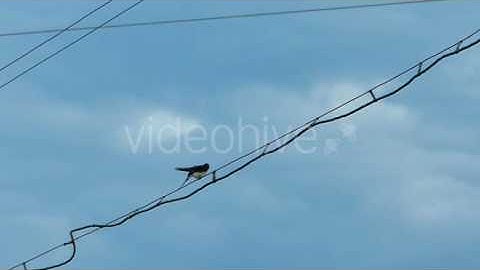 Swallow Bird Flying Slow