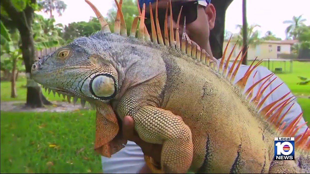 Cold temperatures provide temporary solution to South Florida iguana population