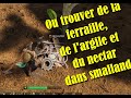 Smalland survive the wilds   ou trouver la ferraille largile et du nectar  metal  clay  nectar