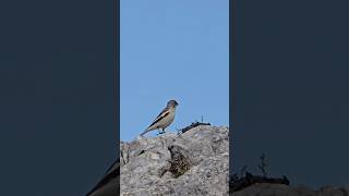 Incontri magnifici in alta quota 😍🏔