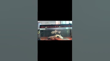 Snakehead and alligator snapping turtle cohabitation