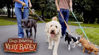 Dogs Behaving Very Badly  Series 2, Episode 5 | Full Episode