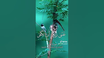 "تلاوة خاشعة لآيات من سورة يوسف بصوت الشيخ المنشاوي"