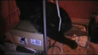 Me, playing with my polydactyly cat, MAXIMUS