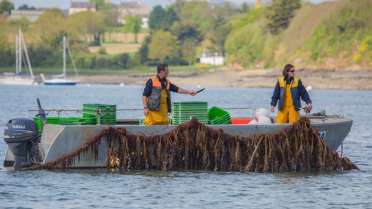 Organic Seaweed cultivation in Brittany YouTube