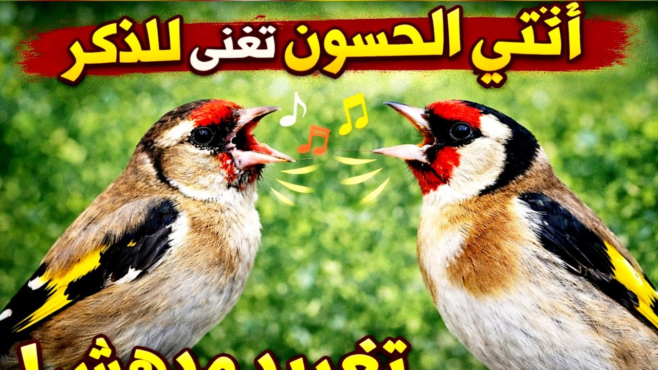 Крик самки щегла, призывающей самца к спариванию, песня самки щегла, призывающая самца к спариванию