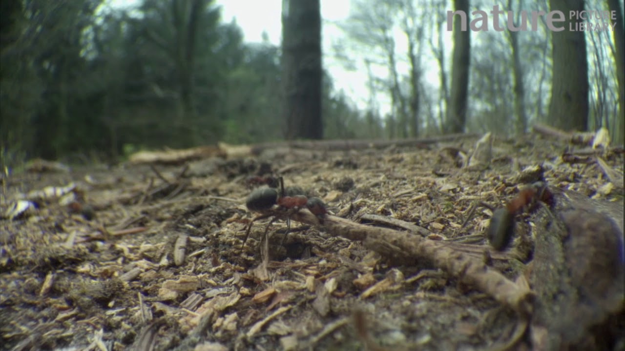 footage of chernobyl Wood ant carrying and pulling a large twig across woodland floor