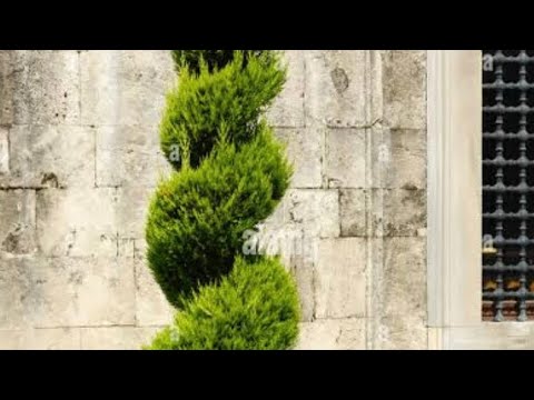 La técnica correcta para hacer tus pinos en espiral., #soloenevergreenjardineria #2023 #jardines