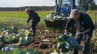 Kapusta, jabłka, drewno - jesień, czas zapasów