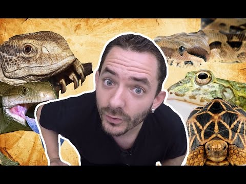 snake reptiles pictures 30 reptiles dans ma chambre quand je dors la nuit