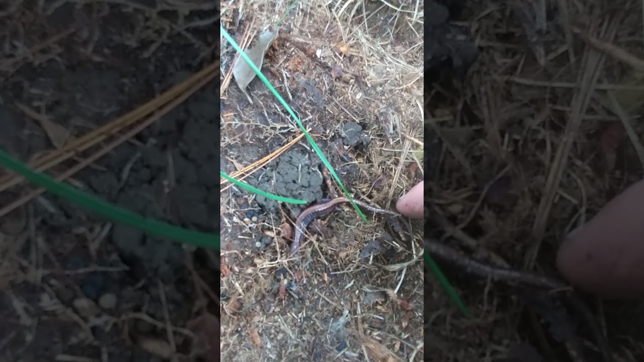 Salamander - Sally Mander