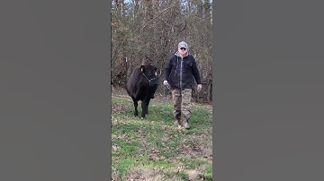 Dexter Cattle Halter Training is Forever