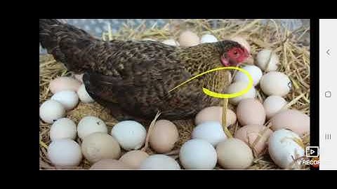 class 3 EVS cha 7 part 4 The ANIMAL WORLD