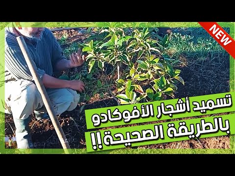 فيديو: تجذير قطع الأفوكادو - كيفية نشر قطع من أشجار الأفوكادو