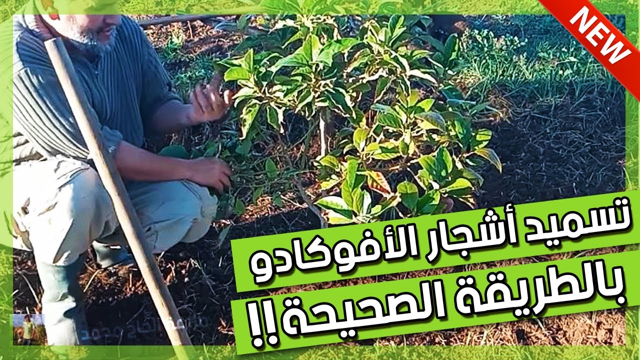 افـــضل طــريقة لتســميد شجر افوكـادو في فصل الشتاء | TREATMENT OF AVOCADO TREES