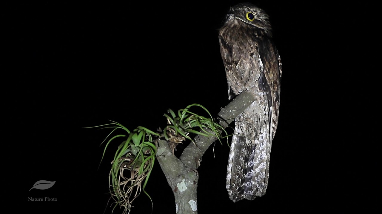 Common Potoo 