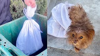 The dog in a sack was tossed in the trash can, it struggling anxiously and barely able to breathe