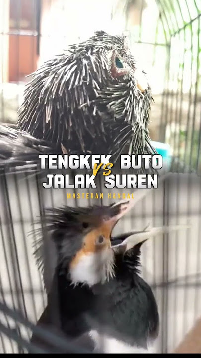 BAHAN MASTERAN HANDAL TENGKEK BUTO VS JALAK SUREN ISIAN MEWAH GACOR