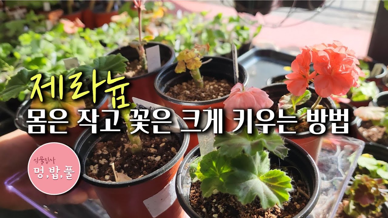 제라늄,멍밥풀 제라늄이 작은 이유 #작은제라늄 #제라늄작게키우기