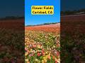 Vibrant Flowers at Flower Fields #flowers #california #spring