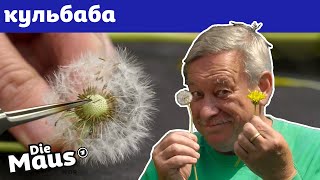 картинка: Перевтілення кульбаби у білий пустодуй | DieMaus | WDR