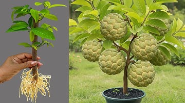 How To Propagate Sweetsop Tree From Cutting With Egg and Aloe Vera, how to growing sweetsop tree