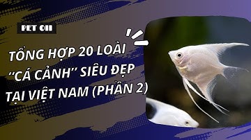 Tổng hợp 20 loài cá cảnh siêu đẹp tại Việt Nam (Phần 2)