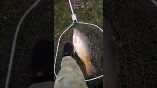 Осенний красавец на поплавок. #fishing #рыбалканаозере #carpfishing #рыбалка #поплавок