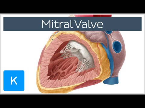 Video: Valva Mitrală: Definiție, Anatomie, Funcție, Diagrama, Condiții