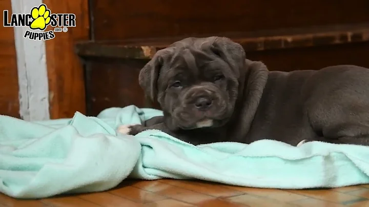 Stunning Cane Corso Puppies