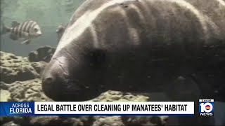 Judge rules in favor of Florida activists working to save manatees