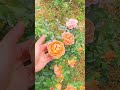 Beautiful rose garden #shorts #rosecaring