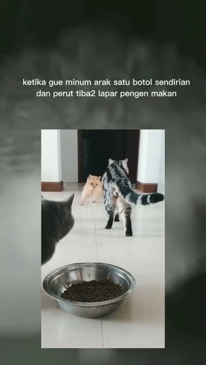 mabok arak | vidio baru || short vidio || story wa kata kata artis || masipu