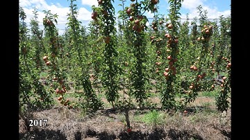 AB  ANP 0534 Cordon Flat D6 rootstock Open Tatura 1m spacing Demo 2015 2020