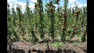 AB ANP 0534 Cordon Flat D6 Rootstock Open Tatura 1m Spacing Demo 2015 2020 AB ANP 0534 Cordon Flat D6 Rootstock Open Tatura 1m Spacing Demo 2015 2020