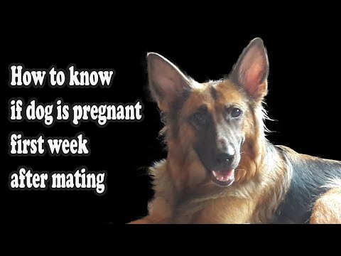 How to know if your dog is pregnant first week after mating