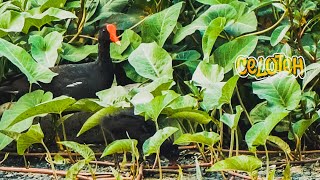 Download Lagu Anak Burung Mandar Mencari Makan di Alam Bebas MP3