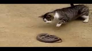 Cat vs snake funny videos  . قط يقتل أفعى بطريقة  ذكية