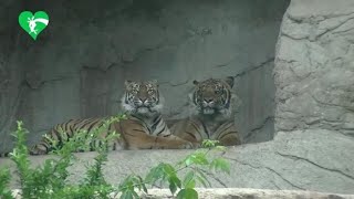 Nasce una cucciola di tigre di Sumatra al Bioparco di Roma, in natura ne restano 600