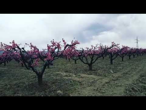 ატმის ყვავილობა