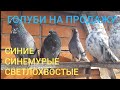 Лишние голуби. Синие и синемурые светлохвостые. Pigeons for sale.