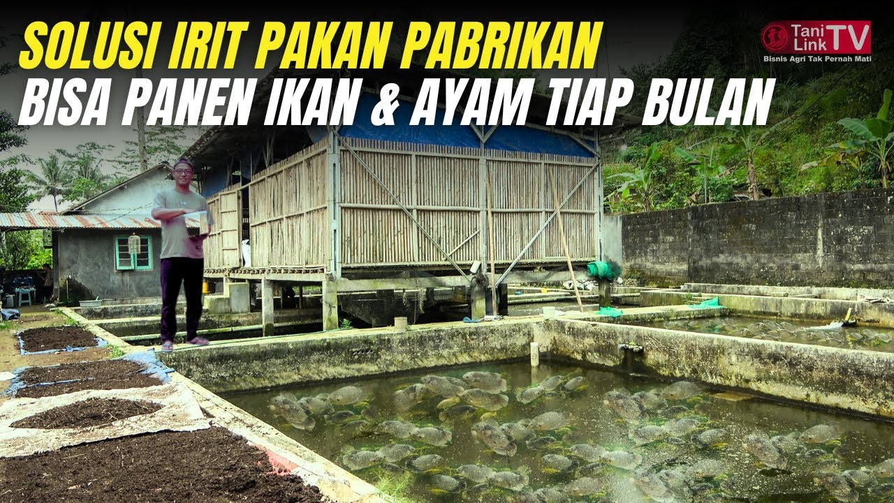 Sarjana Komputer Sukses Terapkan Peternakan Terintegrasi, Ternak Ayam, Maggot dan Ikan