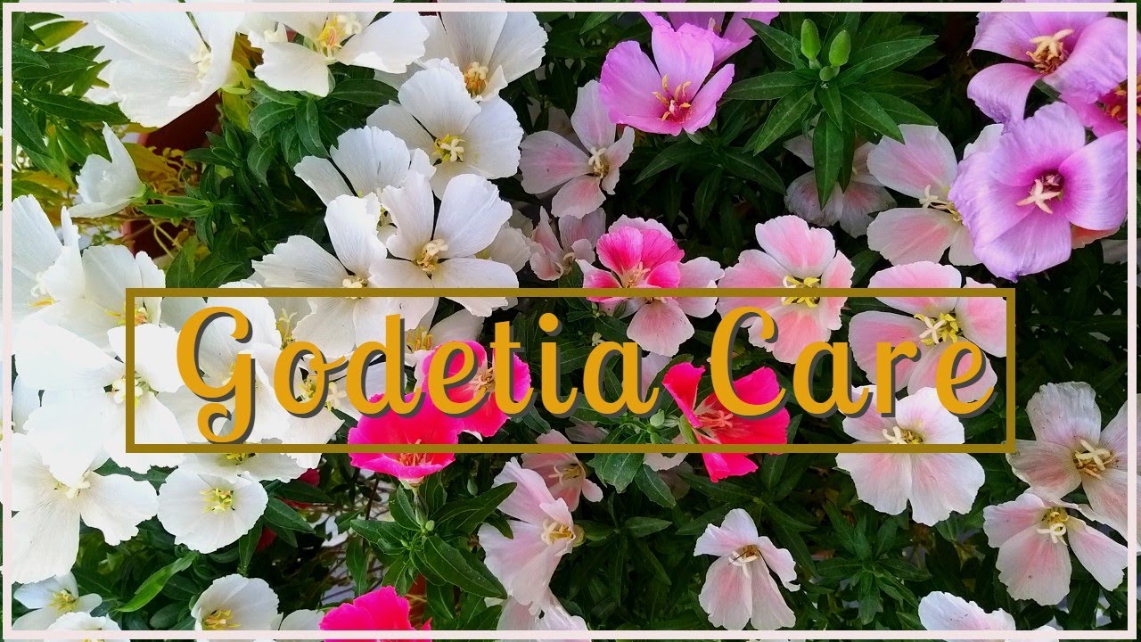 GODETIA CARE | How To Get MAXIMUM FLOWERS In Godetia Plant | BEST Winter Flowering Plant