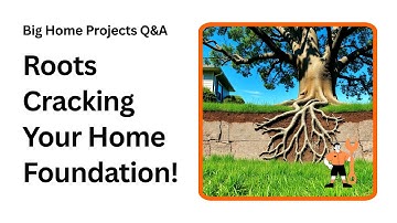 Can Tree Roots Destroy Your Home’s Foundation? Find Out