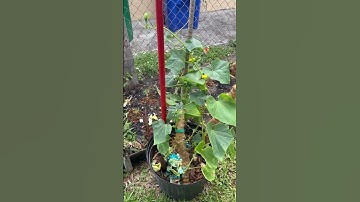 Cucumber tree look promising #youtubeshorts #youtube #like #share #comment #reels #garden #healthy