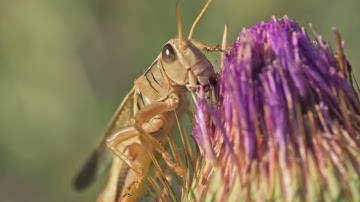 Grasshopper Close up in Slow Motion