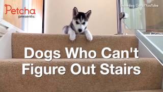 ржака 2017 Собаки против лестницы