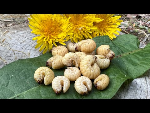 外来種の幼虫が美味すぎる件【昆虫食の革命】