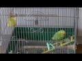 おしゃべりインコのピッピがかごの中でよいしょ！よいしょ！