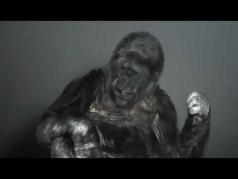 Koko the Gorilla talks about Healthcare